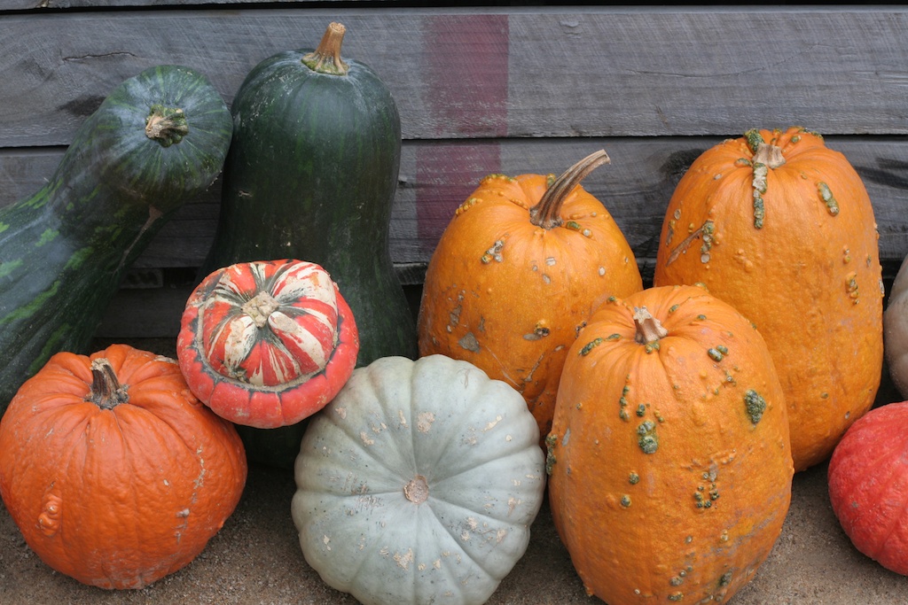 Multi coloured and shaped pumpkins